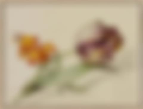  Botanical study sheet with tulip and gillyflower (preview)