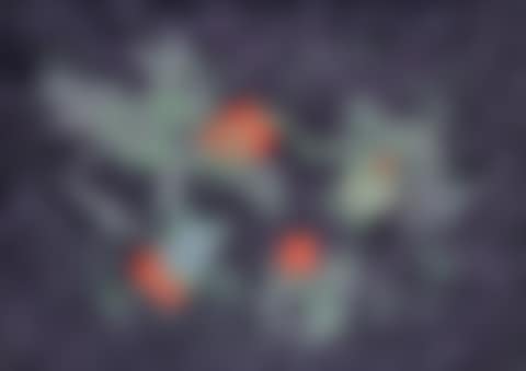 Without title (preview)