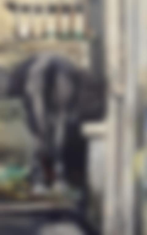 Horse in the stable (preview)