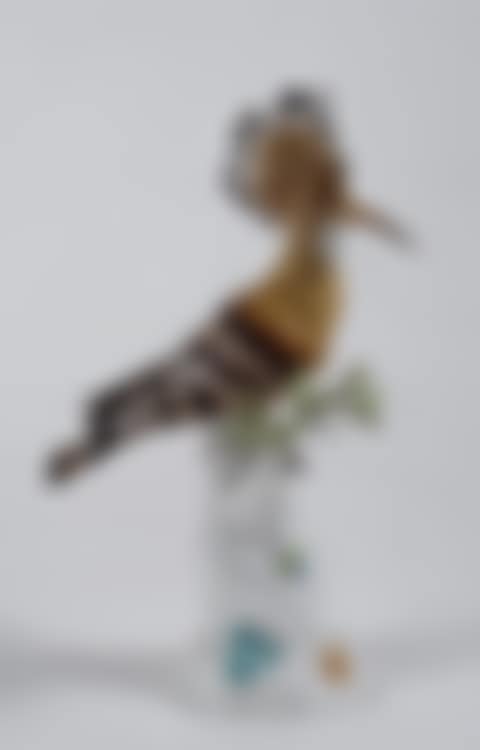 Hoopoe on the branch (preview)