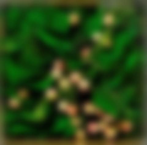 Duroni (preview)