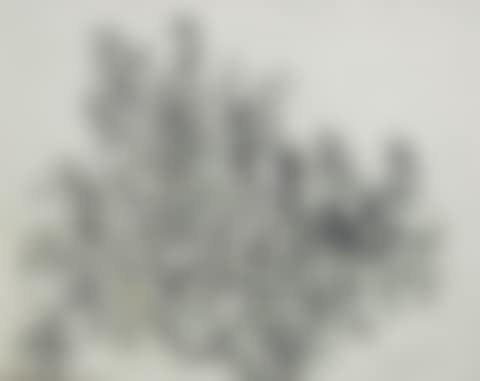 Orange Tree (preview)