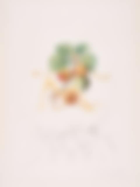 Abricot Chevalier (From: Flordali - Les Fruits). (preview)