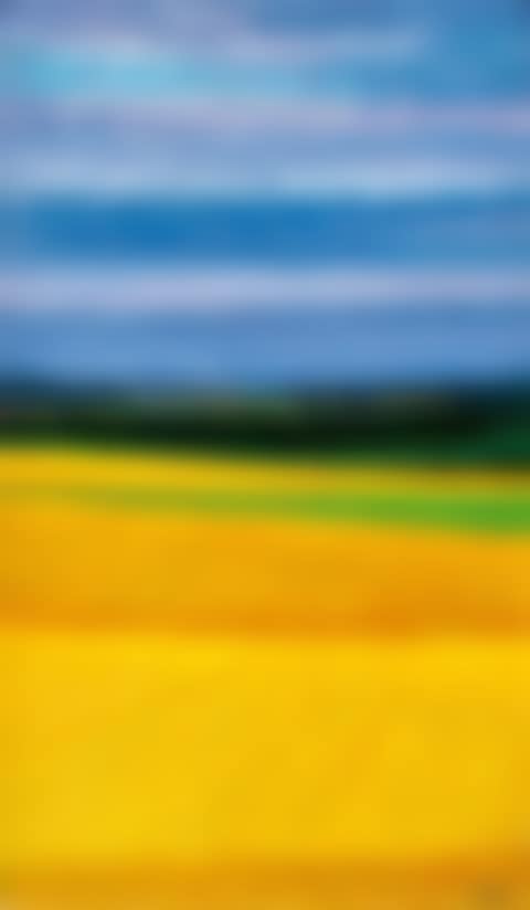 field landscape (preview)