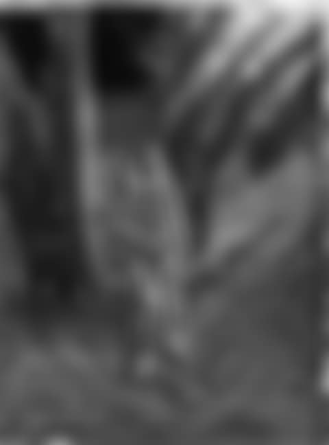 Libya campaign. Arab little girl (preview)