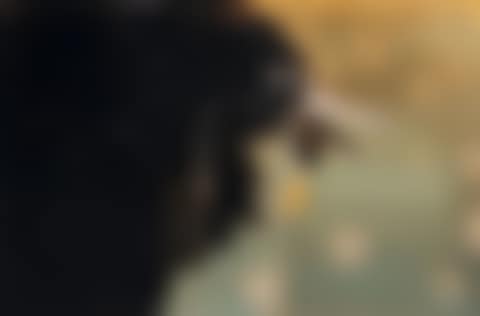 Untitled, from the series "Crow" (preview)