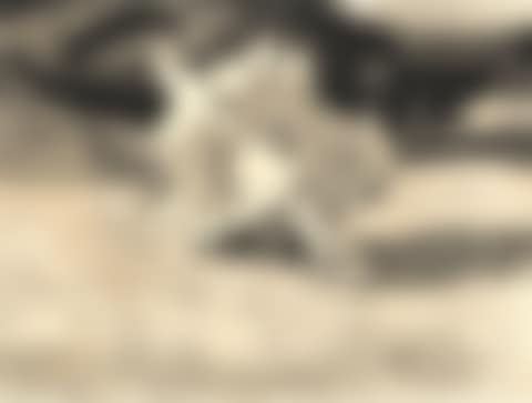 Queen Conch, plate with a spoon, and a tripod (preview)