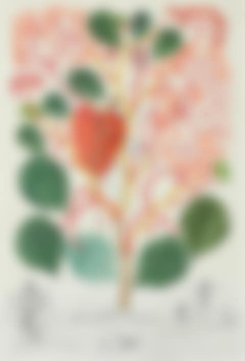 Begonia (Anacardium Recordans) (preview)