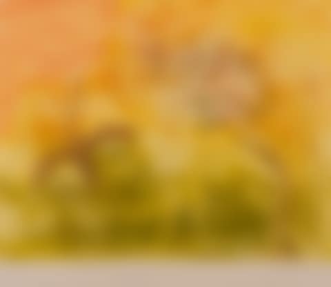 Bush Turkeys and King Leopold Ranges (preview)