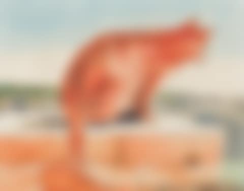 The Cat, Bundeena , New South Wales (preview)