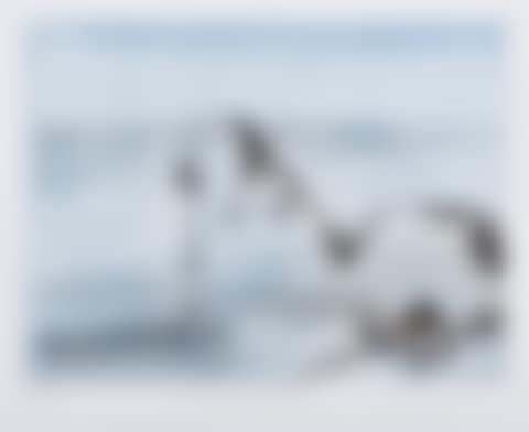 Juvenile Pelican (preview)