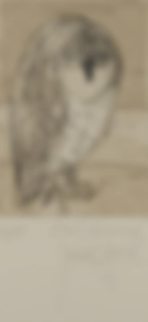 Owl-Coorong (preview)