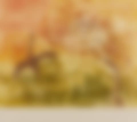 Bush Turkeys and King Leopold Ranges (preview)