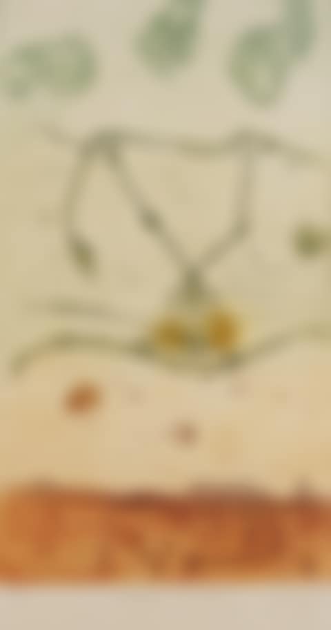 Kimberly Tree Frog (preview)