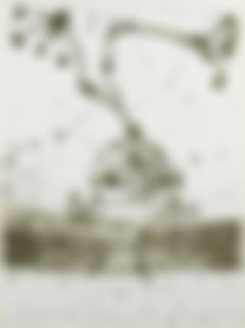 Tropical frog (preview)