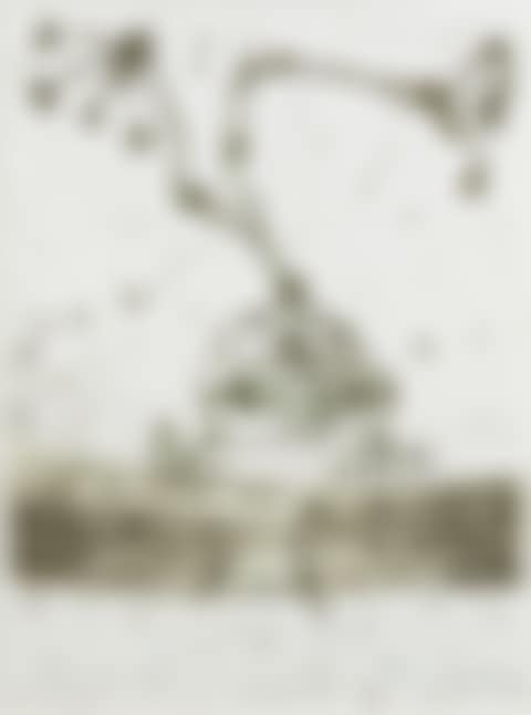 Tropical Frog (preview)