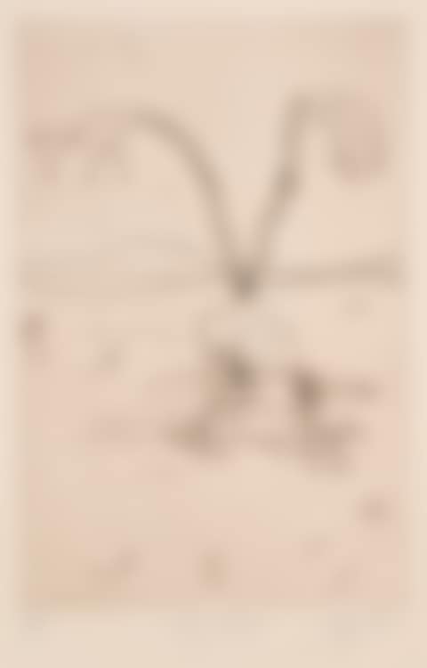 Frog Jumping (preview)