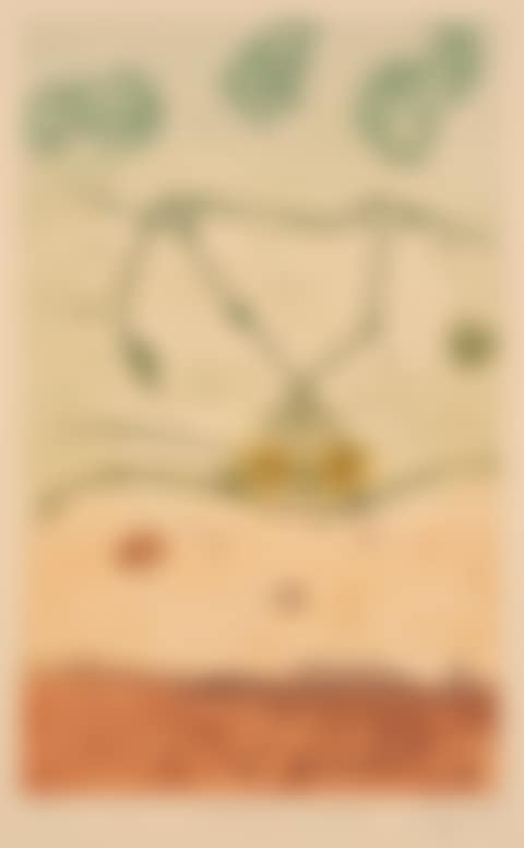 Kimberley Tree Frog (preview)