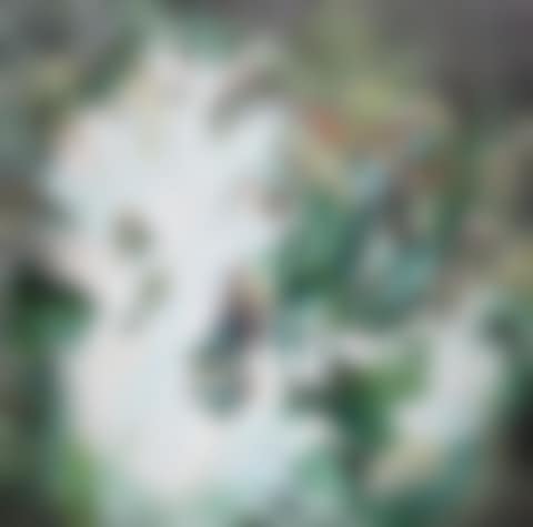 Fog (preview)