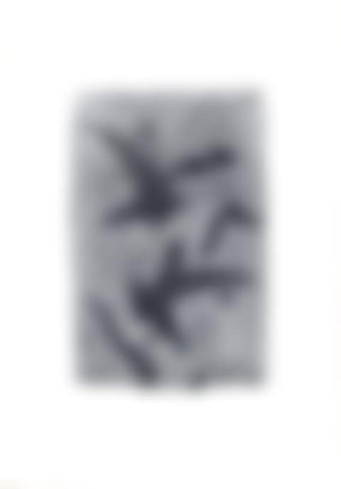 Birds in Flight (preview)