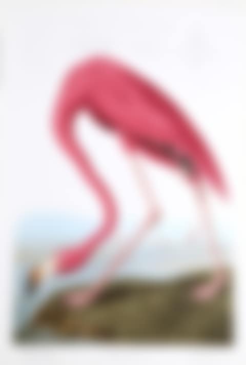American Flamingo (preview)