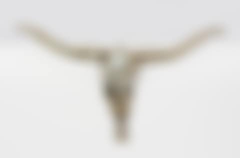 Steer Skull (preview)