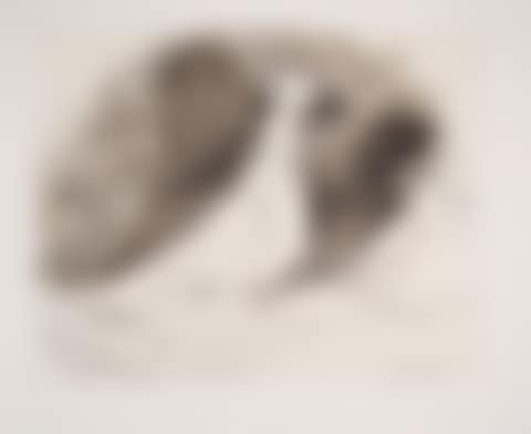 Pigeons, 27-3; Year of Original Drawing (preview)