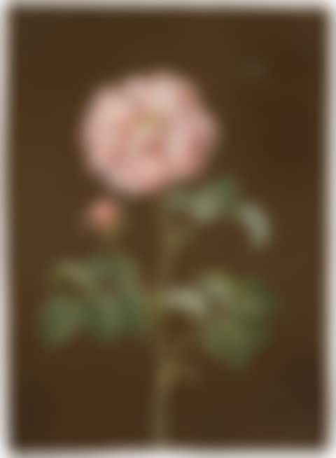 A carnation with a fly; A rose with a fly and a butterfly; A stock flower with a fly (preview)