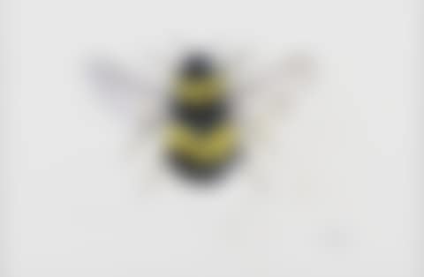 "BUMBLE BEE" (preview)