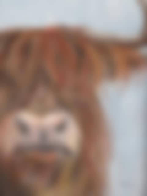 "HIGHLAND COW" (preview)