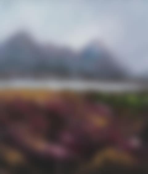 "MOUNTAIN HEATHER" (preview)