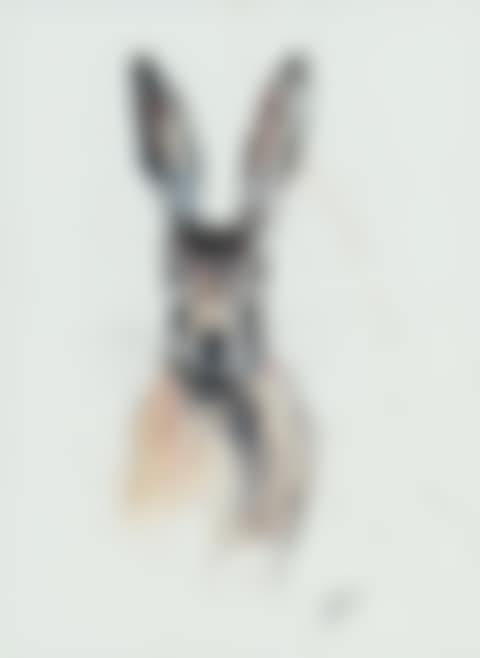 "HARE" (preview)