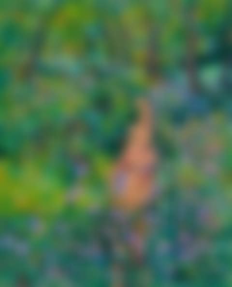 "MONET"S GARDEN" (preview)