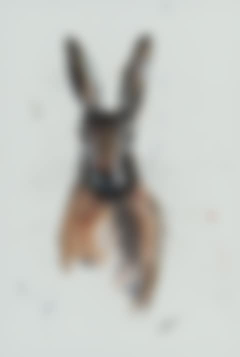 "IRISH BROWN HARE" (preview)