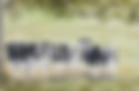 "NOSEY COWS" (preview)