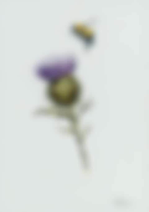"THISTLE & BEE" (preview)