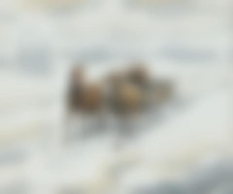 "HORSES AND CART IN THE SNOW" (preview)