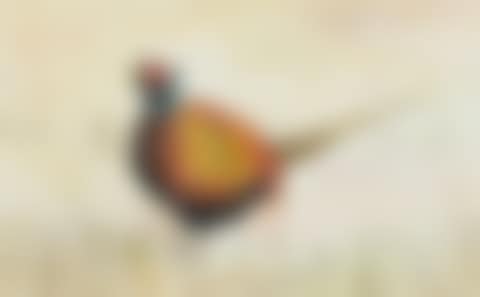 "PHEASANT" (preview)