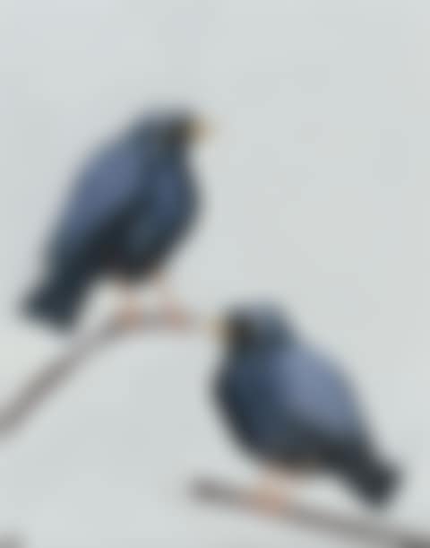 "A PAIR OF BLACKBIRDS, SITTING IN A TREE" (preview)