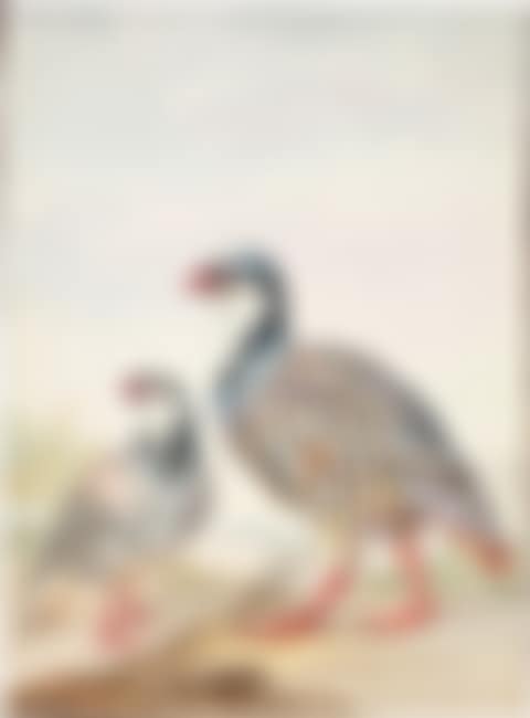 Two red-legged Partridges (preview)