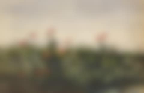 BANK OF WILD FLOWERS (preview)