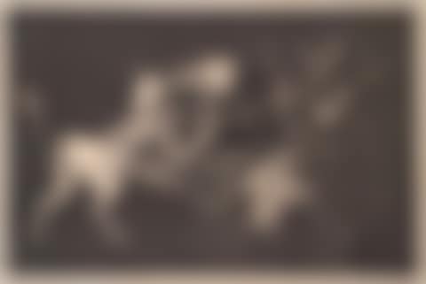 Lluvia de toros  (preview)