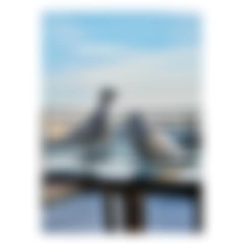 Pigeons de Southampton I & II (preview)