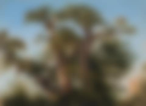 Oak crown (preview)