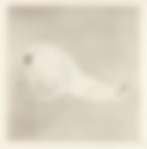 Series of 5 sheets x Metamorfosis. (preview)