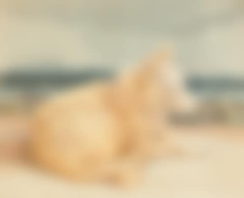 Dog lying to the right. (preview)