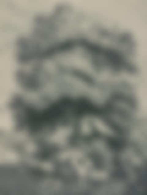 3 sheets: tree studies. (preview)