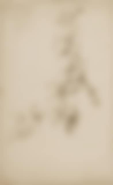 Study of an ivy vine. (preview)