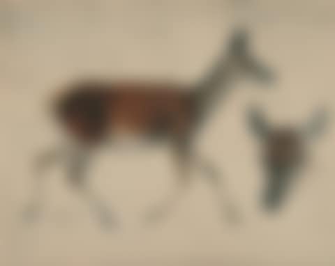 Studies on roe deer and fallow deer. (preview)