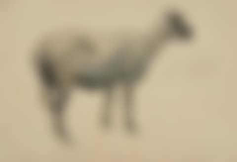 Standing sheep. (preview)